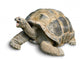 Pet Portrait Giant Tortoise