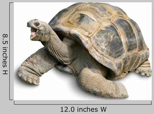 Pet Portrait Giant Tortoise