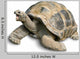 Pet Portrait Giant Tortoise