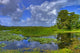 everglades landscape Wall Mural