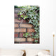 Ivy Wall Mural