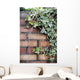 Ivy Wall Mural