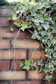 Ivy Wall Mural