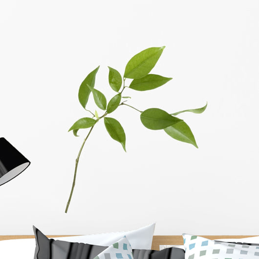 Small Tree Isolated With Green Leaves Wall Decal