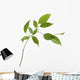 Small Tree Isolated With Green Leaves Wall Decal