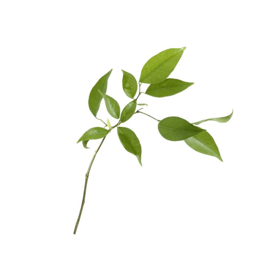 Small Tree Isolated With Green Leaves Wall Decal