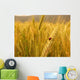 Ladybird Golden Barley
