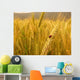 Ladybird Golden Barley