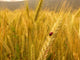 Ladybird Golden Barley