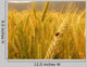 Ladybird Golden Barley