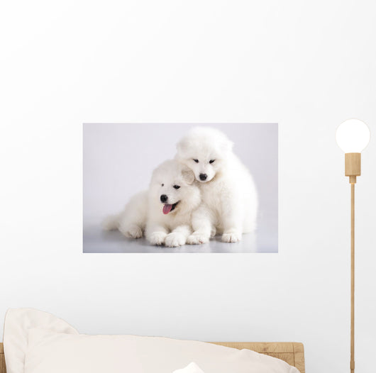 Two Funny Puppies Samoyed Wall Mural
