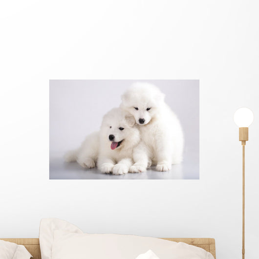 Two Funny Puppies Samoyed Wall Mural