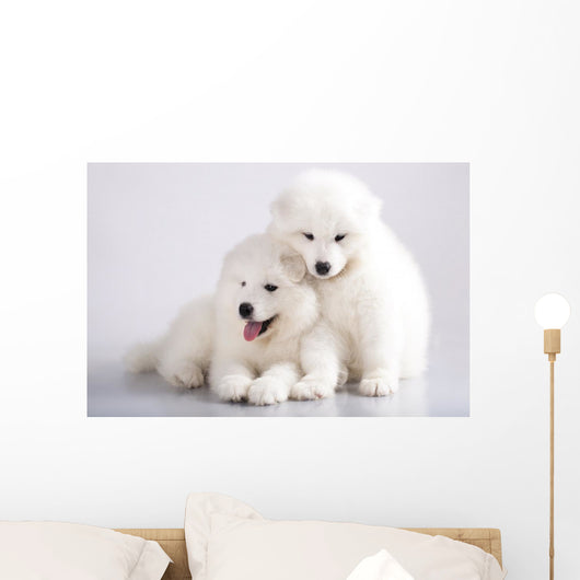 Two Funny Puppies Samoyed Wall Mural