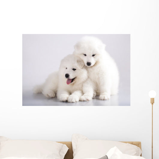 Two Funny Puppies Samoyed Wall Mural