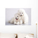 Two Funny Puppies Samoyed Wall Mural