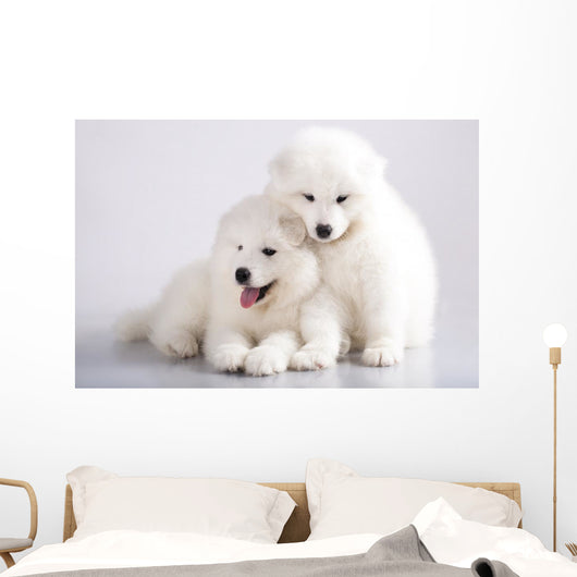 Two Funny Puppies Samoyed Wall Mural