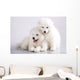 Two Funny Puppies Samoyed Wall Mural