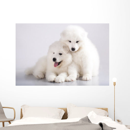Two Funny Puppies Samoyed Wall Mural
