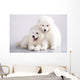 Two Funny Puppies Samoyed Wall Mural