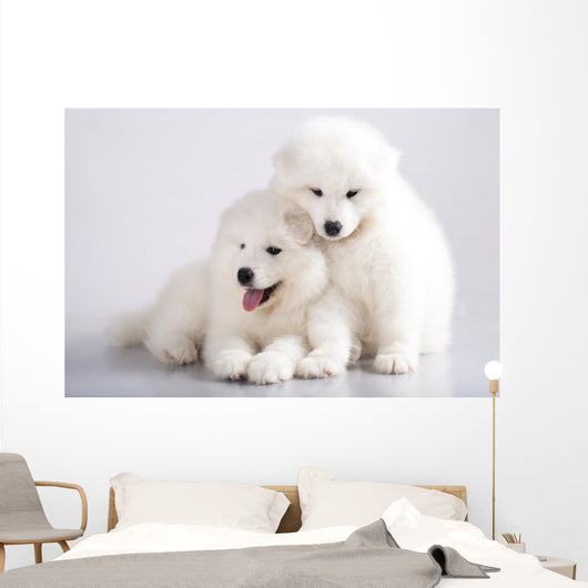 Two Funny Puppies Samoyed Wall Mural