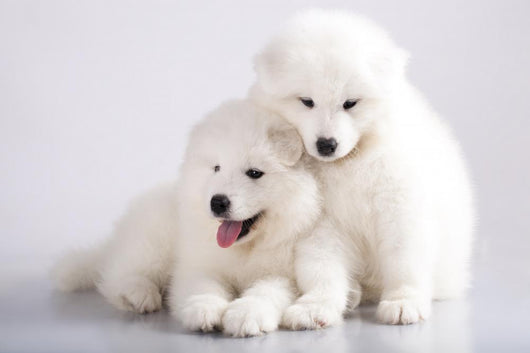 Two Funny Puppies Samoyed Wall Mural