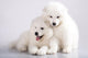 Two Funny Puppies Samoyed Wall Mural