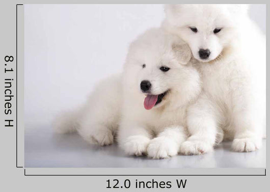 Two Funny Puppies Samoyed Wall Mural