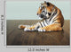 Tiger under Sky with Wall Decal