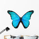 Morpho turquoise butterfly , isolated on white Wall Decal
