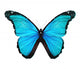 Morpho turquoise butterfly , isolated on white Wall Decal