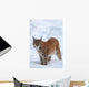 Eurasian Lynx Winter