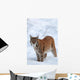 Eurasian Lynx Winter
