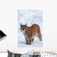 Eurasian Lynx Winter