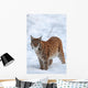 Eurasian Lynx Winter