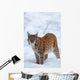 Eurasian Lynx Winter