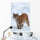 Eurasian Lynx Winter