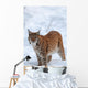 Eurasian Lynx Winter