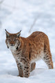 Eurasian Lynx Winter