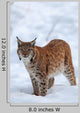 Eurasian Lynx Winter