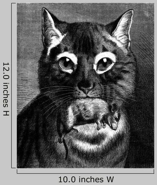 Hunt Cat Amp Mouse