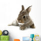 Gray Rabbit Bunny Baby Wall Decal