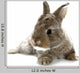 Gray Rabbit Bunny Baby Wall Decal