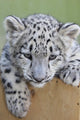 Snow Leopard Baby Irbis