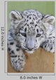 Snow Leopard Baby Irbis