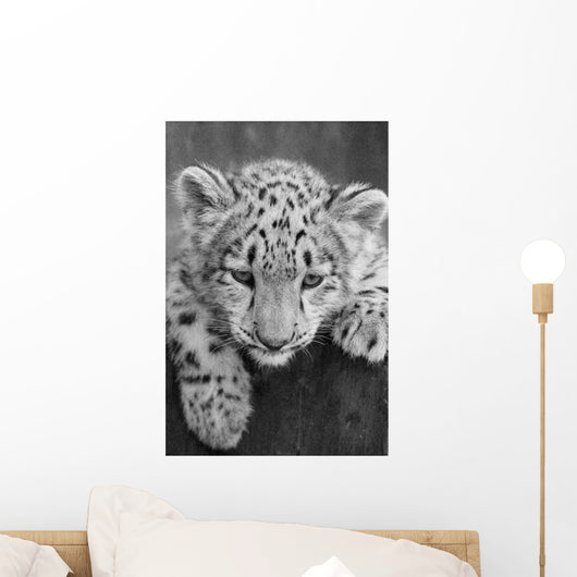 Irbis Snow Leopard Panthera