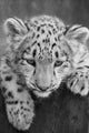 Irbis Snow Leopard Panthera