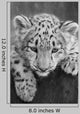 Irbis Snow Leopard Panthera