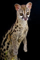 Genet Genetta Genetta
