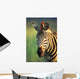 Zebra Portrait