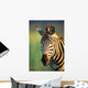Zebra Portrait